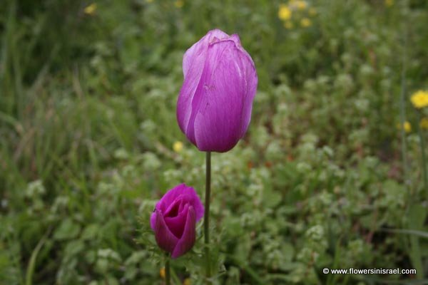 Israel Wild Flowers: Anemone coronaria